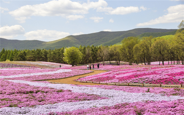 「2023·聖潔搖籃山第一屆黑龍江（寶清）芝櫻花旅遊文化節」5月28日啟幕