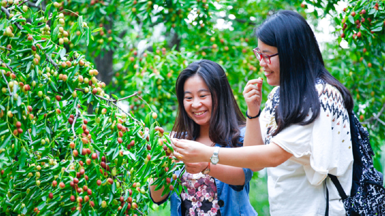 2023第十二屆山東（樂陵）紅棗暨健康食品產(chǎn)業(yè)博覽會即將啟幕