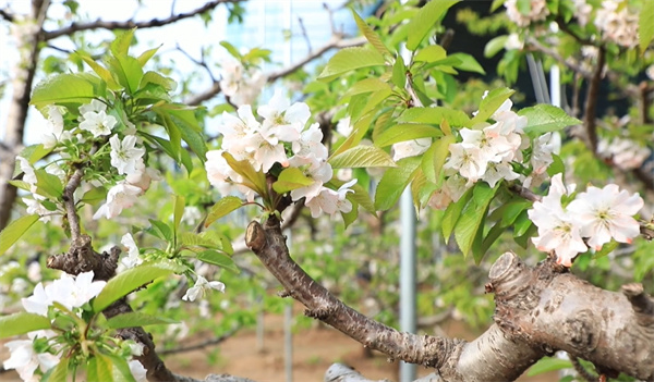 【視聽山東】冠縣:櫻桃花開產業興