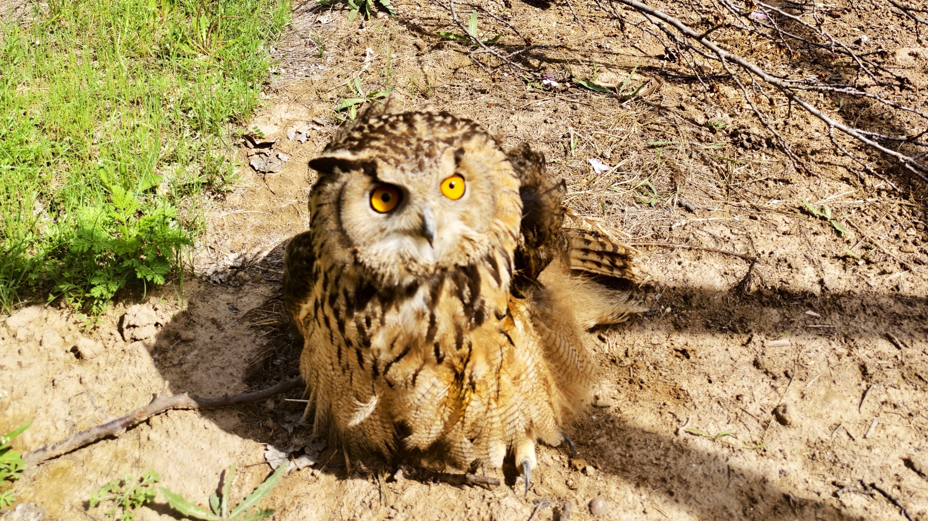 甘肅靜寧救助一隻國家二級保護野生動物雕鴞